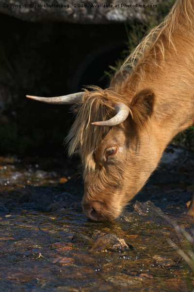 Highland Cow Drinking From A Stream Picture Board by rawshutterbug 