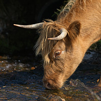 Buy canvas prints of Highland Cow Drinking From A Stream by rawshutterbug 