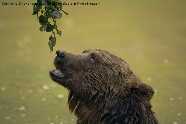 I Want That - Bear Longing For Those Leaves Picture Board by rawshutterbug 