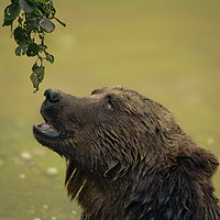 Buy canvas prints of I Want That - Bear Longing For Those Leaves by rawshutterbug 