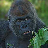 Buy canvas prints of Silverback Got His Eye One Some More Leaves by rawshutterbug 