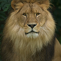 Buy canvas prints of Majestic Lion  by rawshutterbug 
