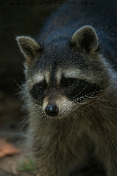 Raccoon Picture Board by rawshutterbug 