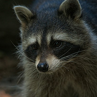 Buy canvas prints of Raccoon by rawshutterbug 