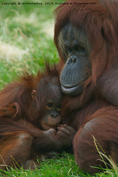 Orangutan mother and baby Picture Board by rawshutterbug 