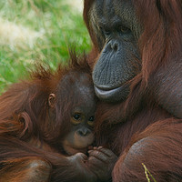 Buy canvas prints of Orangutan mother and baby by rawshutterbug 