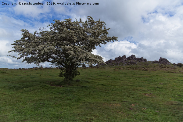 Tree At The Hound Tor Picture Board by rawshutterbug 