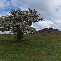 Buy canvas prints of Tree At The Hound Tor by rawshutterbug 