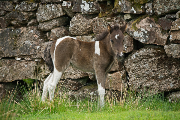 Dartmoor Foal Picture Board by rawshutterbug 