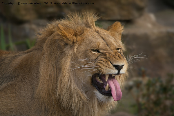 Young Lion Showing His Teeth Picture Board by rawshutterbug 