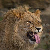 Buy canvas prints of Young Lion Showing His Teeth by rawshutterbug 