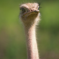Buy canvas prints of North African Ostrich by rawshutterbug 