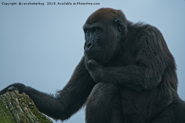 Lope The Gorilla Thinking About His Next Move Picture Board by rawshutterbug 