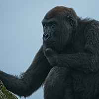 Buy canvas prints of Lope The Gorilla Thinking About His Next Move by rawshutterbug 