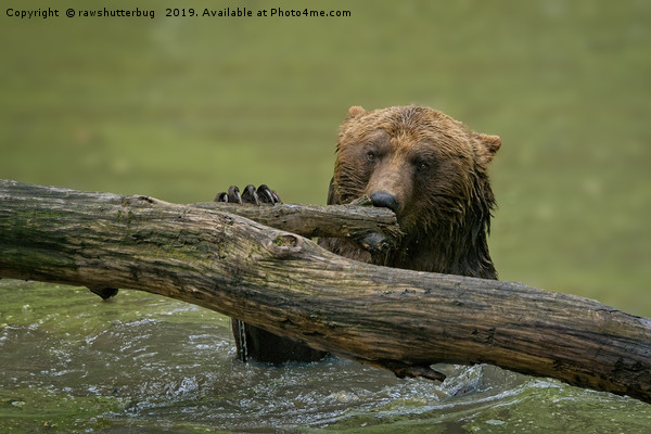 Grizzly Bear  Picture Board by rawshutterbug 