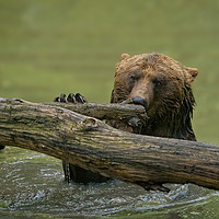 Buy canvas prints of Grizzly Bear  by rawshutterbug 