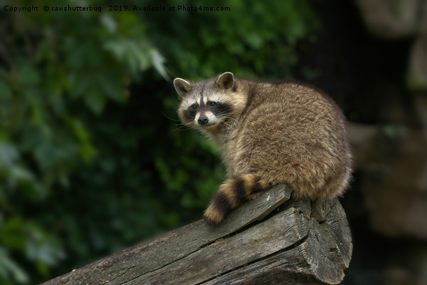 Raccoon On A Log Picture Board by rawshutterbug 