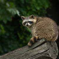 Buy canvas prints of Raccoon On A Log by rawshutterbug 
