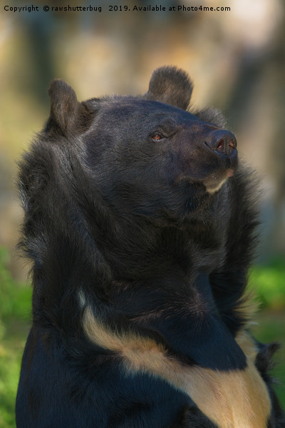 Sloth Bear Picture Board by rawshutterbug 