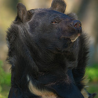 Buy canvas prints of Sloth Bear by rawshutterbug 