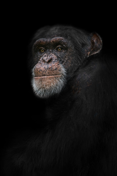 Chimpanzee Portrait Picture Board by rawshutterbug 