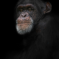 Buy canvas prints of Chimpanzee Portrait by rawshutterbug 