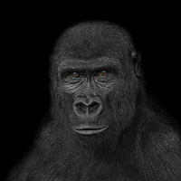 Buy canvas prints of Gorilla Face by rawshutterbug 