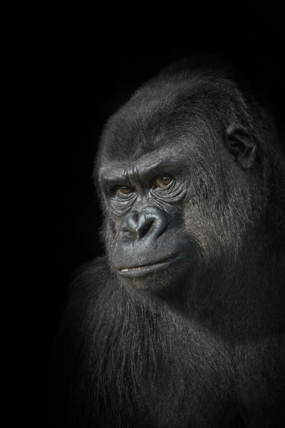 Gorilla Mother Picture Board by rawshutterbug 