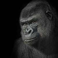Buy canvas prints of Gorilla Mother by rawshutterbug 