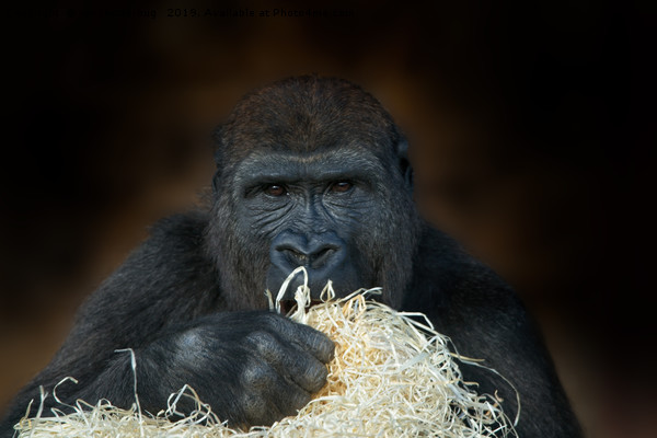 Gorilla Stare Picture Board by rawshutterbug 