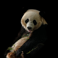 Buy canvas prints of Giant Panda Sticking Out Her Tongue by rawshutterbug 