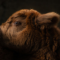 Buy canvas prints of Fluffy Highland Baby Cow by rawshutterbug 