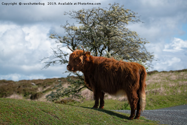 Highland Cow At Dartmoor National Park Picture Board by rawshutterbug 