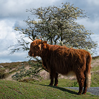 Buy canvas prints of Highland Cow At Dartmoor National Park by rawshutterbug 