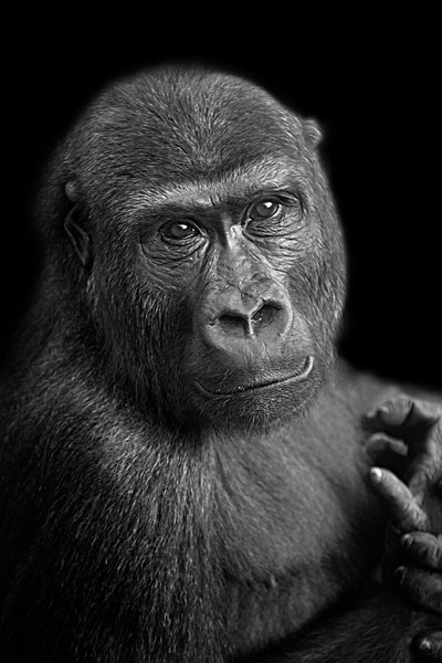 Gorilla Lope Portrait Picture Board by rawshutterbug 