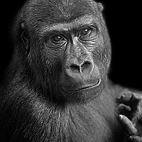 Buy canvas prints of Gorilla Lope Portrait by rawshutterbug 