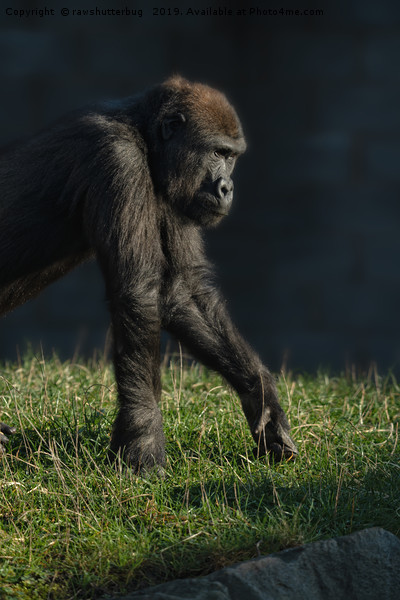 Inquisitive Gorilla Lope Picture Board by rawshutterbug 