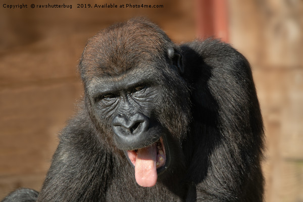 Gorilla Lope Showing His Tongue Picture Board by rawshutterbug 