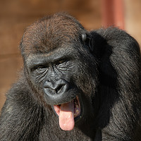 Buy canvas prints of Gorilla Lope Showing His Tongue by rawshutterbug 