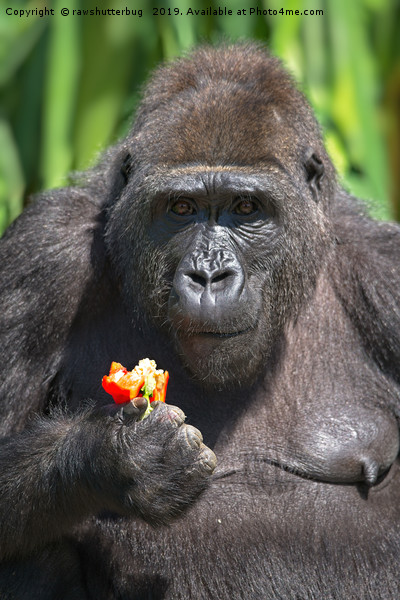 Gorilla Loves Her Pepper Picture Board by rawshutterbug 