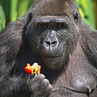 Buy canvas prints of Gorilla Loves Her Pepper by rawshutterbug 