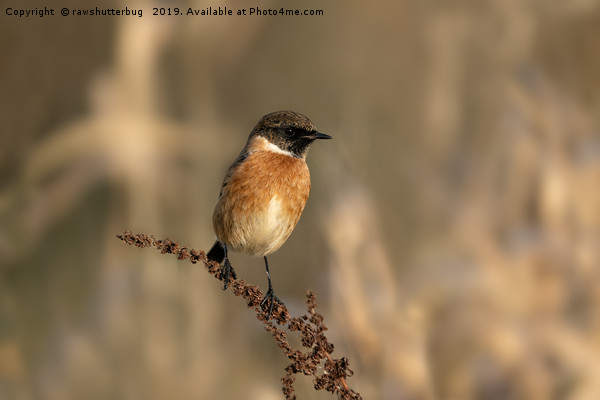 Stonechat Picture Board by rawshutterbug 