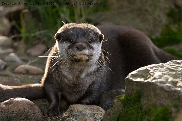 Otter  Picture Board by rawshutterbug 