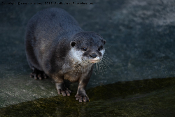 Asian Short Clawed Otter Picture Board by rawshutterbug 