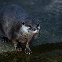 Buy canvas prints of Asian Short Clawed Otter by rawshutterbug 