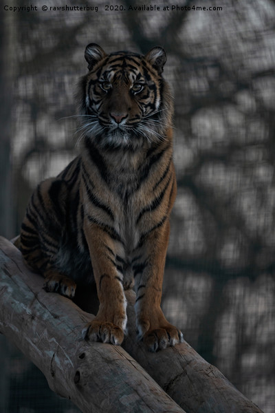 Sumatran Tiger Picture Board by rawshutterbug 