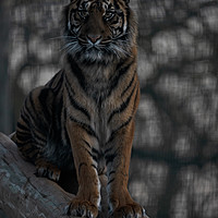 Buy canvas prints of Sumatran Tiger by rawshutterbug 