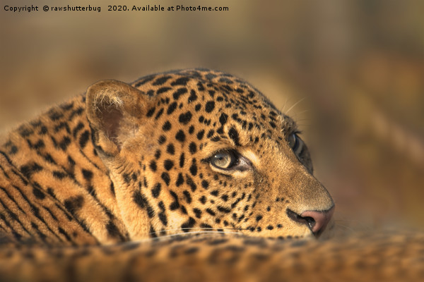 Face Of A Leopard Picture Board by rawshutterbug 