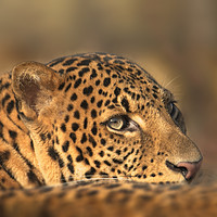 Buy canvas prints of Face Of A Leopard by rawshutterbug 