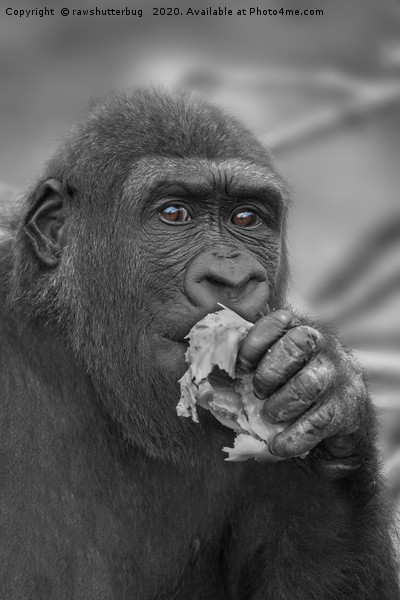 Gorilla Eating A Salad Picture Board by rawshutterbug 